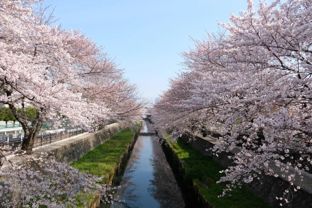  Image of Cherry Blossoms