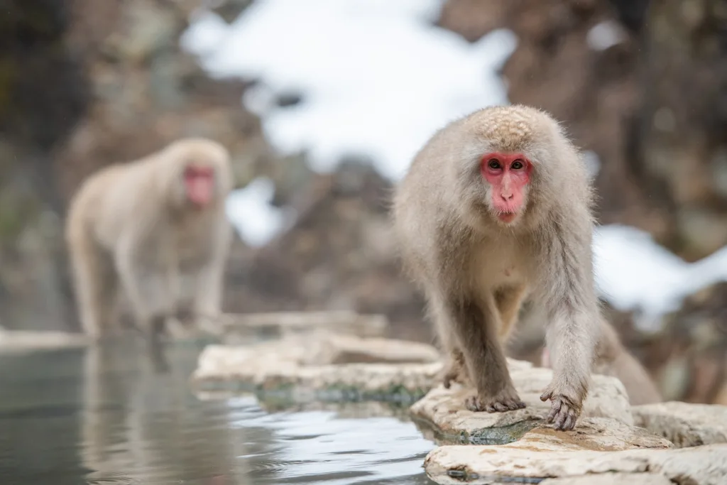 Top 10 Things To Do In Japan - Image of Snow Monkeys